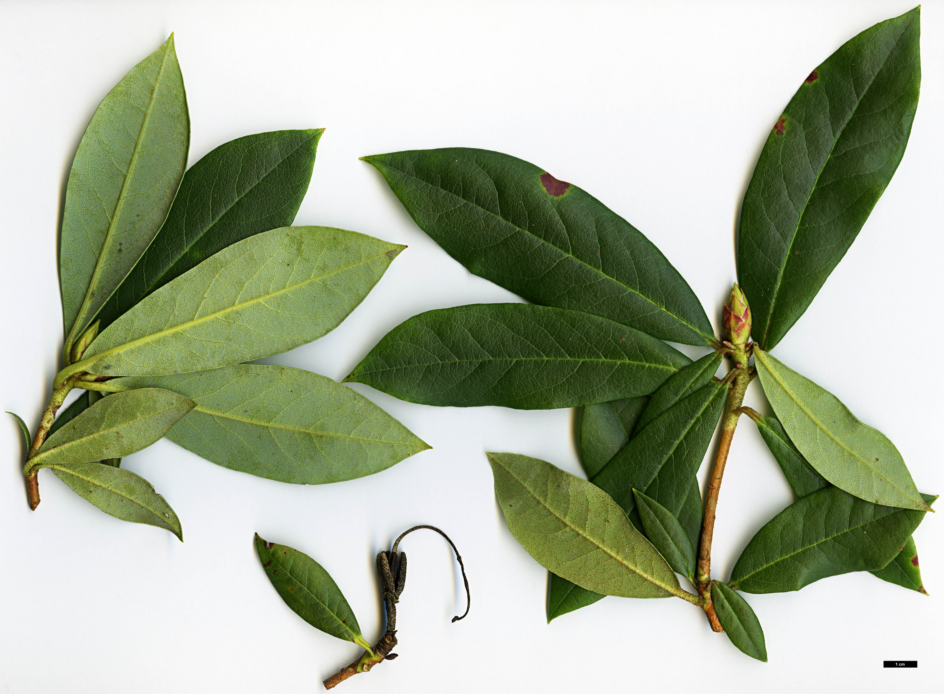 High resolution image: Family: Ericaceae - Genus: Rhododendron - Taxon: horlickianum